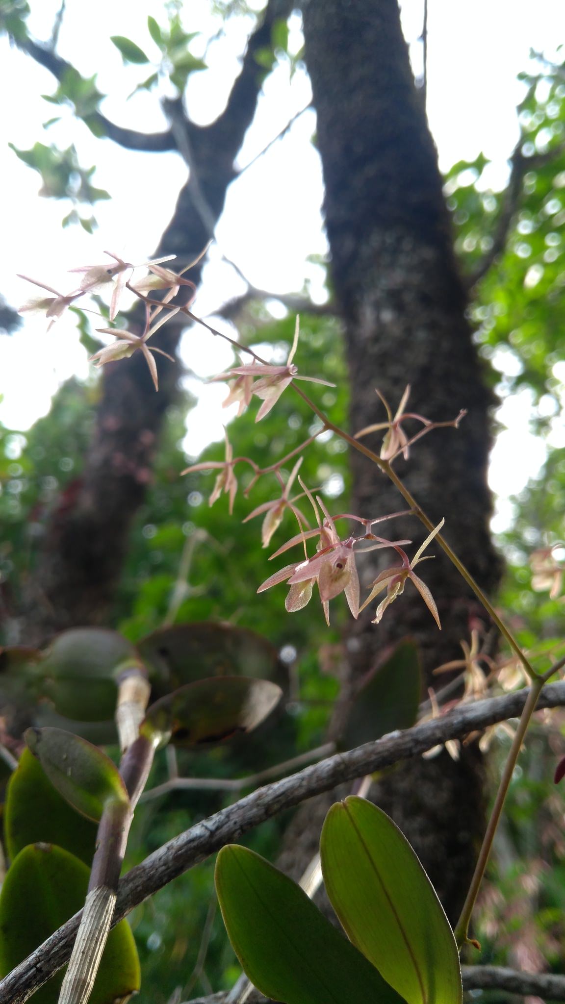 Epidendrum diffusum
